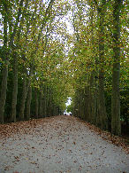 Approach to Cheateau du Chenonceau