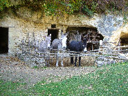 Donkeys on Troglodyte Farm